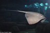 Pelagic Stingray - Pteroplatytrygon violacea, Dasyatis violacea