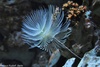 Spallanzani's Feather Duster Worm - Spirographis spallanzani