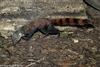 Malagasy Ring-tailed Mongoose - Galidia elegans elegans