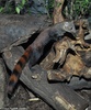 Malagasy Ring-tailed Mongoose - Galidia elegans elegans