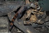 Malagasy Ring-tailed Mongoose - Galidia elegans elegans