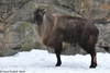 Himalayan Tahr - Hemitragus jemlahicus