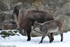 Himalayan Tahr - Hemitragus jemlahicus