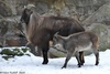 Himalayan Tahr - Hemitragus jemlahicus