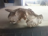 skull from???