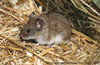 Silver or Severtzov's Mountain Vole - Alticola argentatus severtzovi