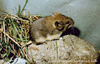 Barakshin's Mountain Vole, Gobi Altai Mountain Vole - Alticola barakshin