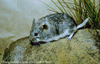 Mongolian Silver Mountain Vole, Allen’s High-mountain Vole - Alticola semicanus alleni