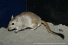 Syrian Jird - Meriones libycus syrius