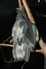 Straw-coloured Fruit Bat - Eidolon helvum helvum