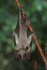 Straw-coloured Fruit Bat - Eidolon helvum helvum