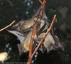 Straw-coloured Fruit Bat - Eidolon helvum helvum