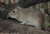 Muenster Cavy or Muenster Yellow-toothed Cavy - Galea monasteriensis