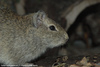 Muenster Cavy or Muenster Yellow-toothed Cavy - Galea monasteriensis