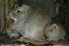 Muenster Cavy or Muenster Yellow-toothed Cavy - Galea monasteriensis