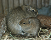 Muenster Cavy or Muenster Yellow-toothed Cavy - Galea monasteriensis