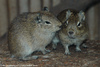 Muenster Cavy or Muenster Yellow-toothed Cavy - Galea monasteriensis