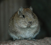 Muenster Cavy or Muenster Yellow-toothed Cavy - Galea monasteriensis