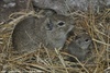 Muenster Cavy or Muenster Yellow-toothed Cavy - Galea monasteriensis