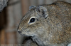 Muenster Cavy or Muenster Yellow-toothed Cavy - Galea monasteriensis