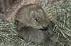 Muenster Cavy or Muenster Yellow-toothed Cavy - Galea monasteriensis