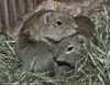 Muenster Cavy or Muenster Yellow-toothed Cavy - Galea monasteriensis