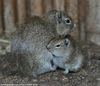 Muenster Cavy or Muenster Yellow-toothed Cavy - Galea monasteriensis