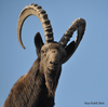 Siberian Ibex male - Capra sibirica