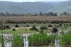 Black Domestic Water Buffalo - Bubalus bubalis