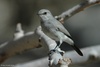 Blackstart - Cercomela melanura