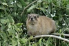 Syrian Rock Hyrax - Procavia capensis syriacus