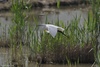 Little Egret - Egretta garzetta