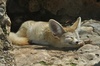 Fennec Fox - Vulpes zerda