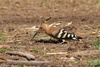 Hoopoe - Upupa epops