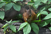 Eurasian Red Squirrel - Sciurus vulgaris