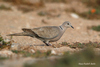 Eurasian Collared Dove - Streptopelia decaocto