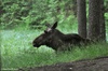 European Moose - Alces alces alces