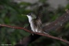 Azure-crowned Hummingbird - Amazilia cyanocephala