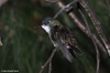 Azure-crowned Hummingbird - Amazilia cyanocephala