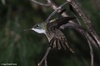 Azure-crowned Hummingbird - Amazilia cyanocephala