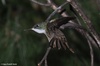 Azure-crowned Hummingbird - Amazilia cyanocephala