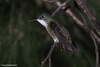 Azure-crowned Hummingbird - Amazilia cyanocephala