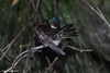 Azure-crowned Hummingbird - Amazilia cyanocephala