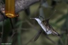 Azure-crowned Hummingbird - Amazilia cyanocephala