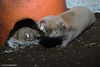 Mechow's Mole Rat - Fukomys mechowii