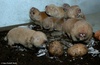 Mechow's Mole Rat - Fukomys mechowii