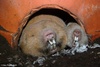 Mechow's Mole Rat - Fukomys mechowii