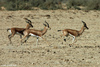 Isabella's Dorcas Gazelle - Gazella dorcas isabella