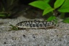 Yoya Loach - Botia lohachata syn. Botia almorhae