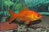 Goldfish - Carassius auratus auratus